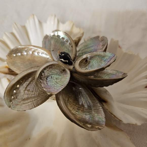 Vintage Real Shell Trincket holder Soap Dish Tropical Beach Decor MOP Bear Claw - Picture 6 of 7